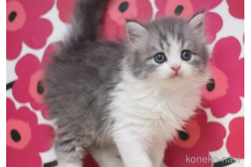 成約済の東京都のスコティッシュフォールド-92985の3枚目